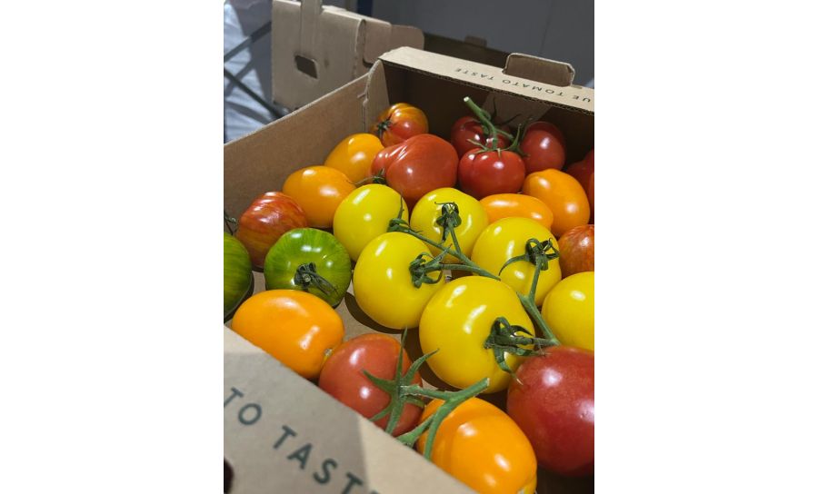 UK Inca Tomatos 3kg Box